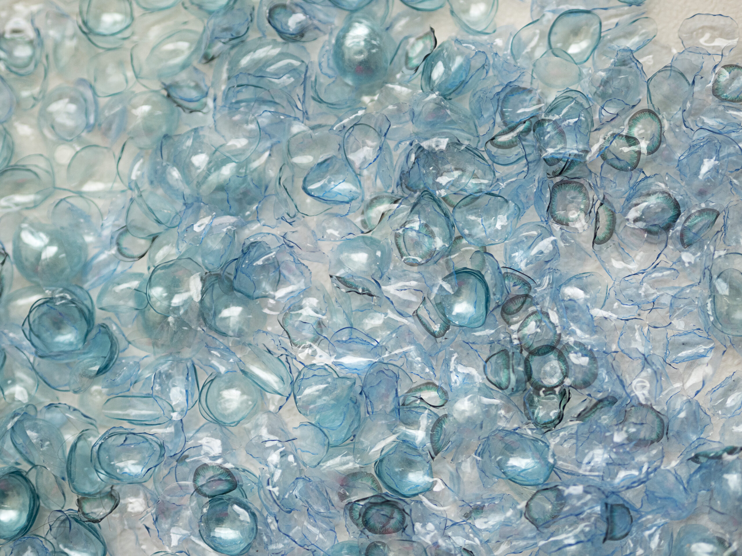 many used contact lenses 